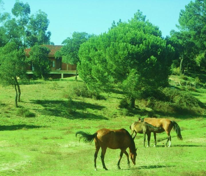 Villa Coudelaria Vale Pau Coruche Exterior foto